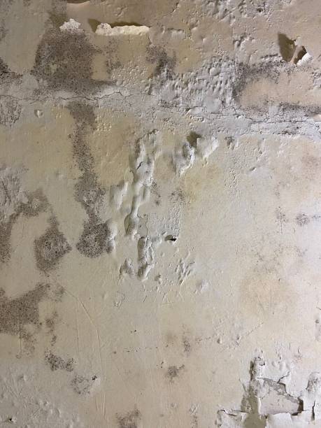 Best Mold Damage Repair  in Lake Mary, FL